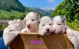 Siberian Husky dogs for sale: 🔥Last 2 epic puppies available don’t miss out - Image 2