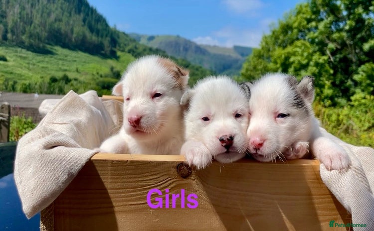 Siberian Husky dogs - Advert 3