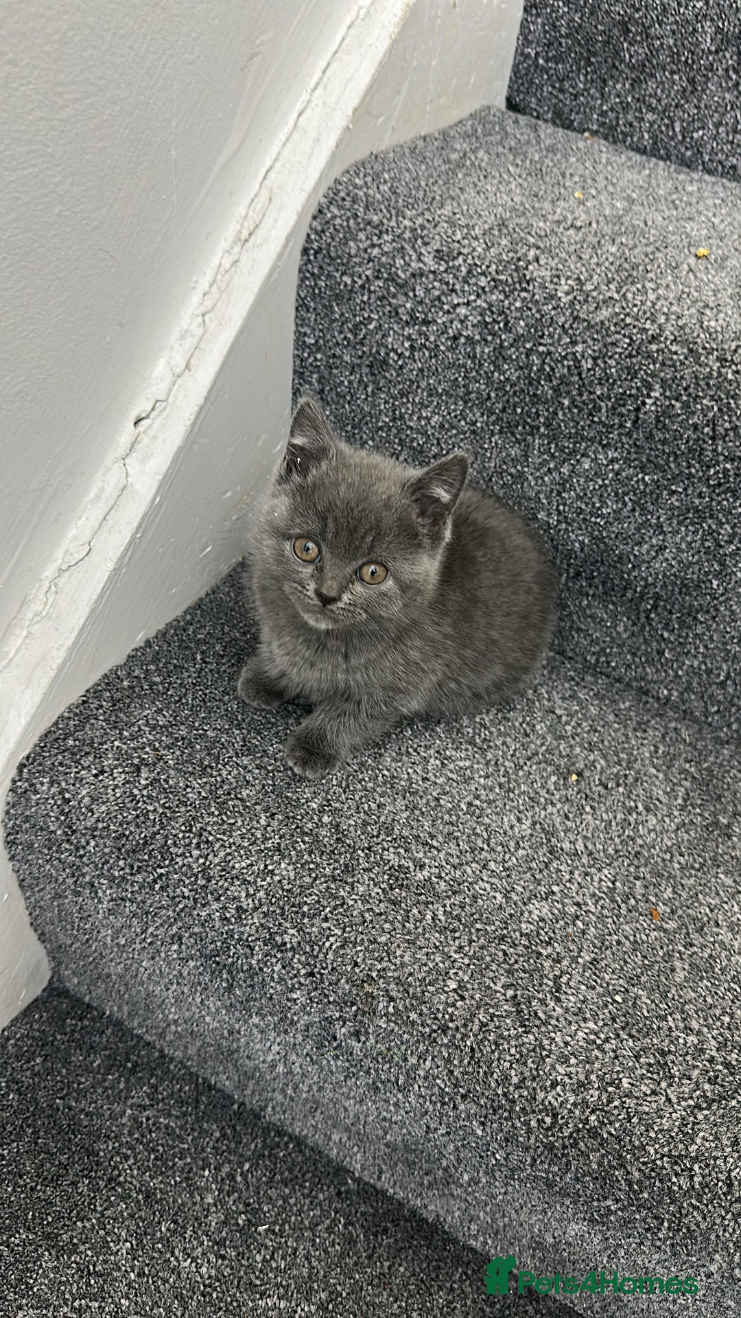 British Shorthair cats for sale: British Shorhair kittens!!! - Advert 7