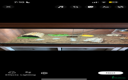 Tortoise reptiles for sale: Tortoise and vivarium  - Image 1