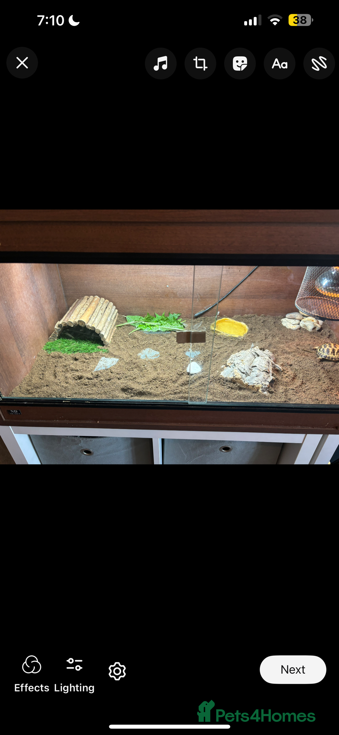 Tortoise reptiles for sale: Tortoise and vivarium  - Image 1