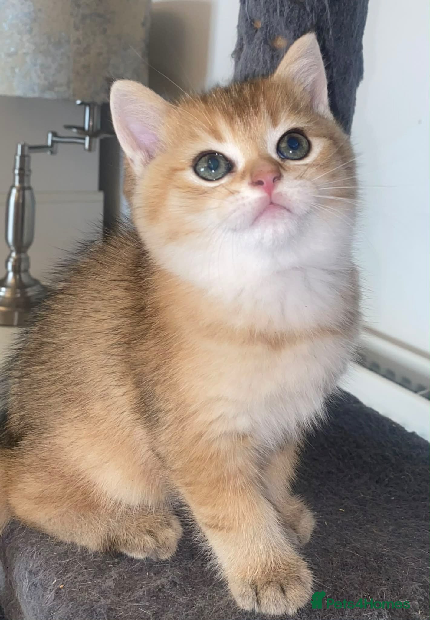 British Shorthair cats British shorthair kittens  - Advert 5