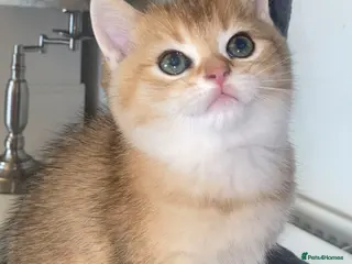 British Shorthair cats British shorthair kittens - Advert 5