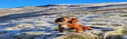 Cocker Spaniel dogs for sale: 5stunning kc registered puppies🩵 - Advert 3