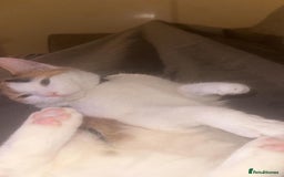 American Shorthair cats for sale: Milkshake the calico cat for sale - Image 2