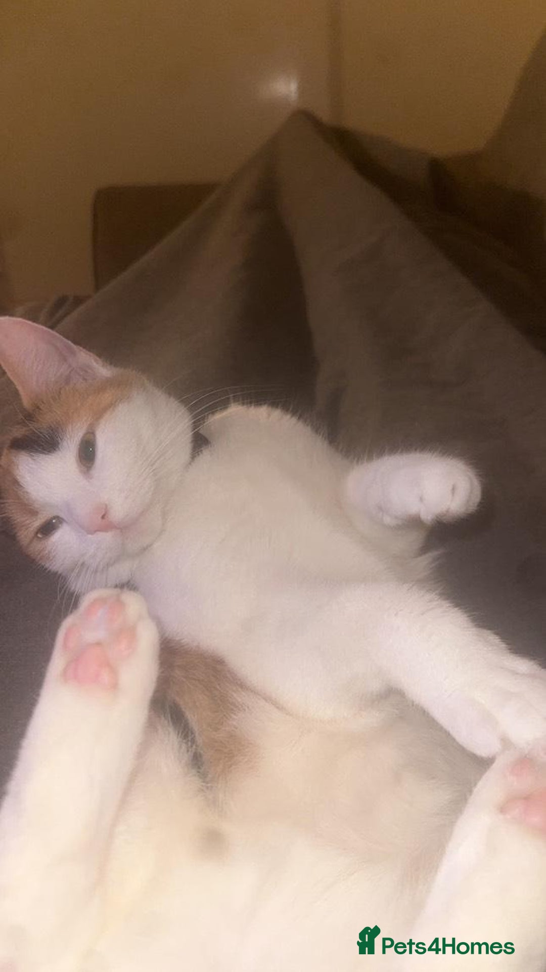 American Shorthair cats for sale: Milkshake the calico cat for sale - Image 2