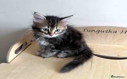 Siberian cats for sale: Beautiful purebred Siberian kittens-Hypoallergenic - Image 12