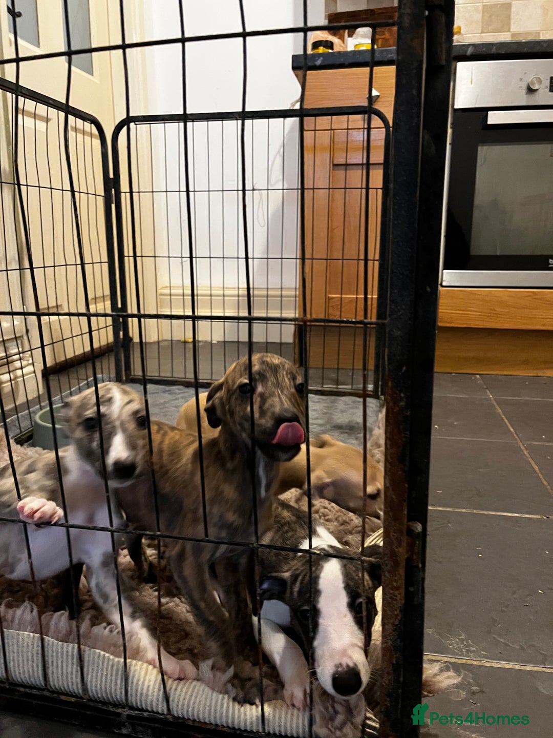 Whippet dogs for sale: Stunning KC Male - Advert 6