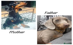 Dachshund dogs for sale: Beautiful dachshund puppies  - Image 10