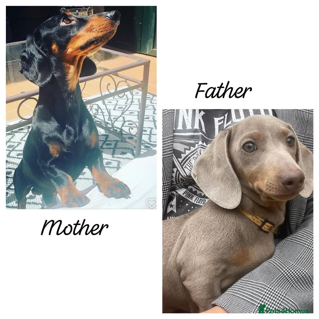 Dachshund dogs for sale: Beautiful dachshund puppies  - Image 10