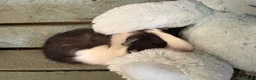Guinea Pig rodents for sale: Young guinea pigs for sale  - Advert 8