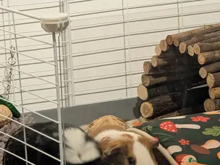 Guinea Pig rodents Woody and Buzz - Advert 1