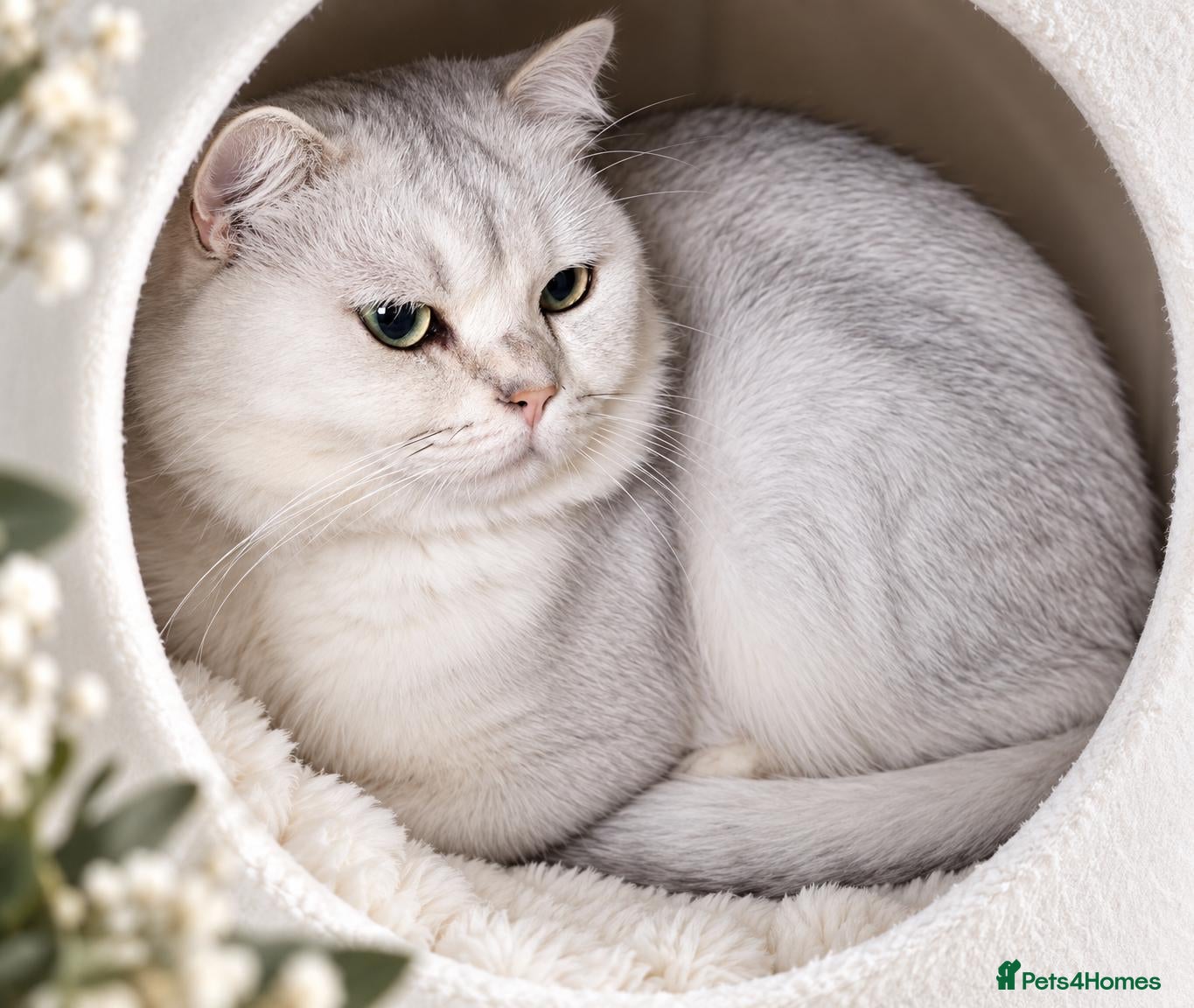 British Shorthair cats Silver shaded stud  - Advert 1