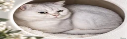 British Shorthair cats for stud: Silver shaded stud  - Advert 1