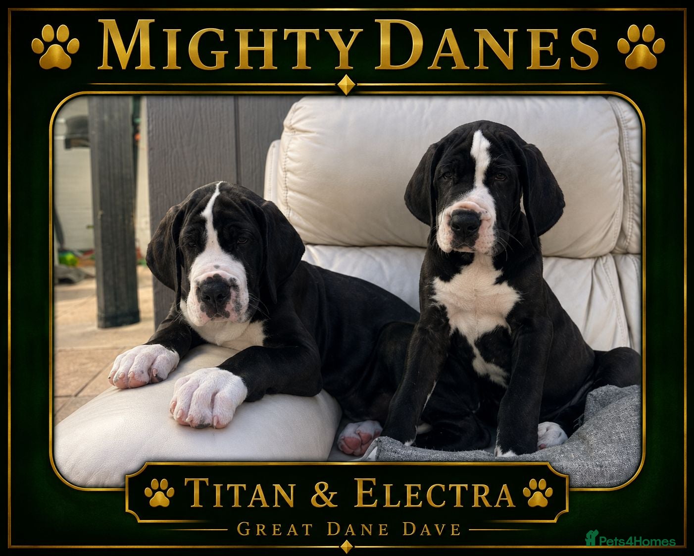 Great Dane dogs Chunky Great Dane puppies  - Advert 1