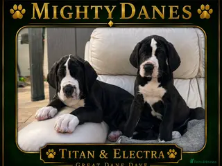 Great Dane dogs Chunky Great Dane puppies - Advert 1
