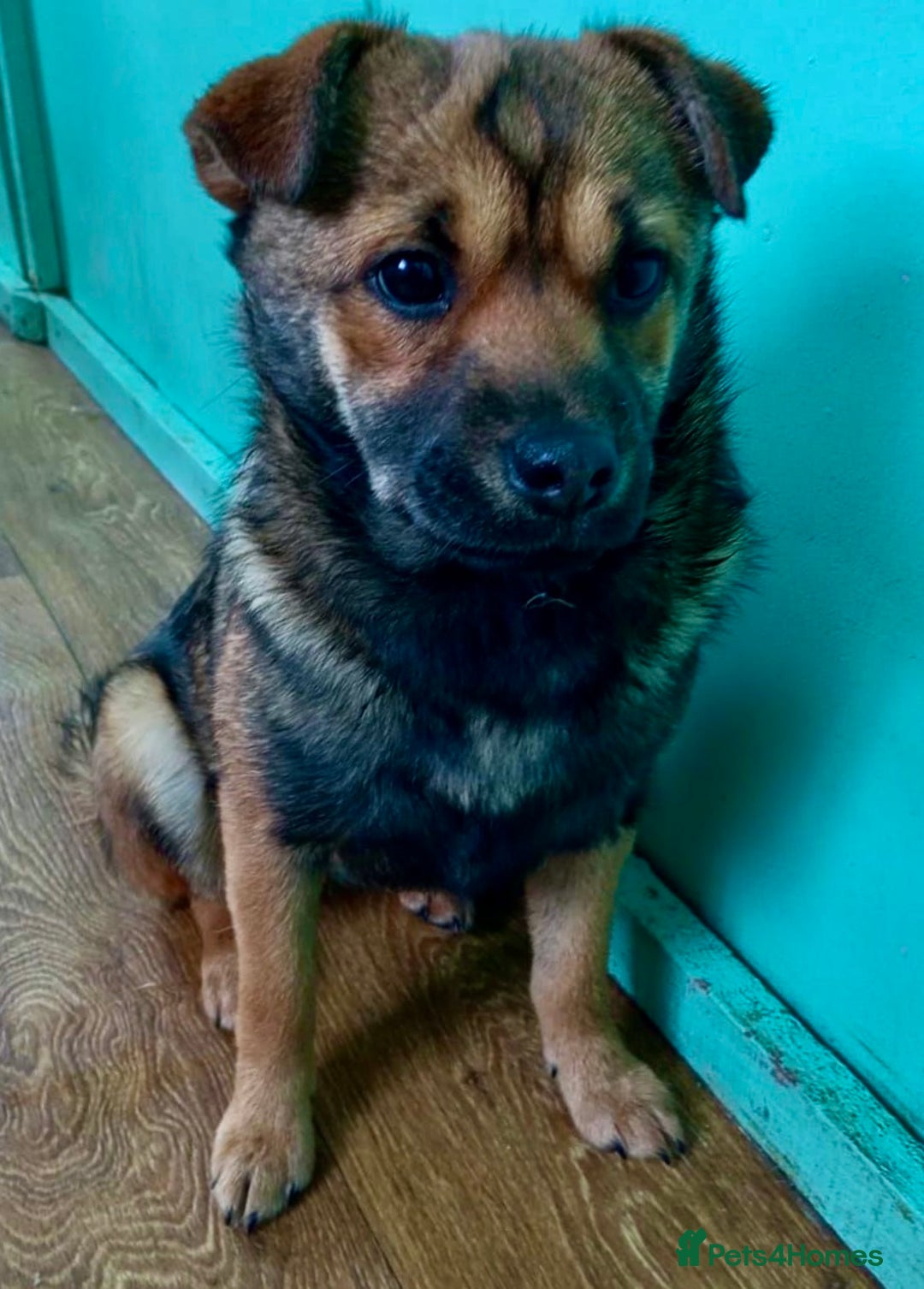 German Shepherd dogs for adoption: 🐾 NOMI – Mini German Shepherd - Advert 6