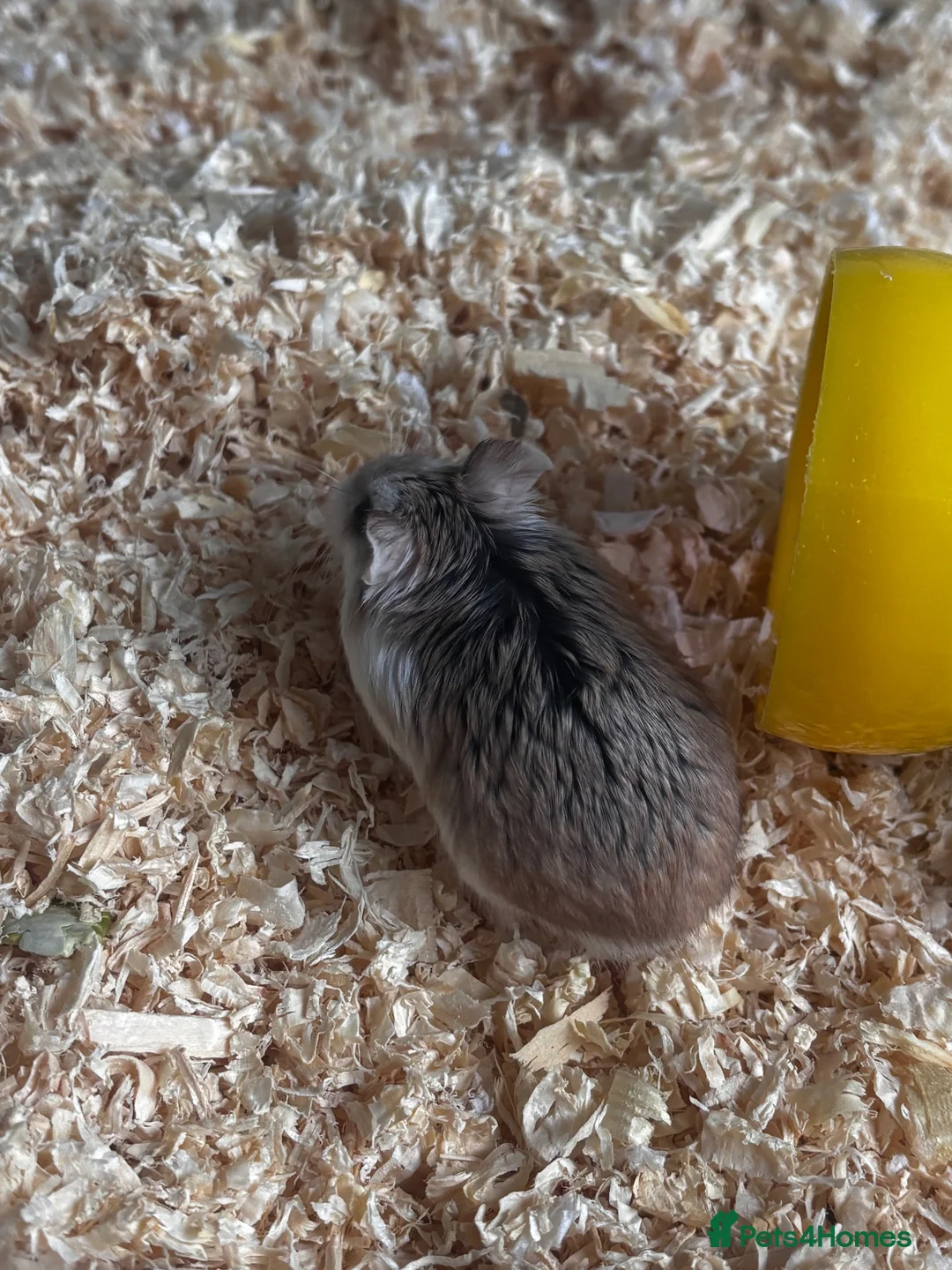 Hamster rodents for sale: Robovoski hamster and full setup in Northampton - Advert 2
