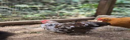Chickens poultry for sale: Millefleur Pekin Cockerels  in Okehampton - Advert 5