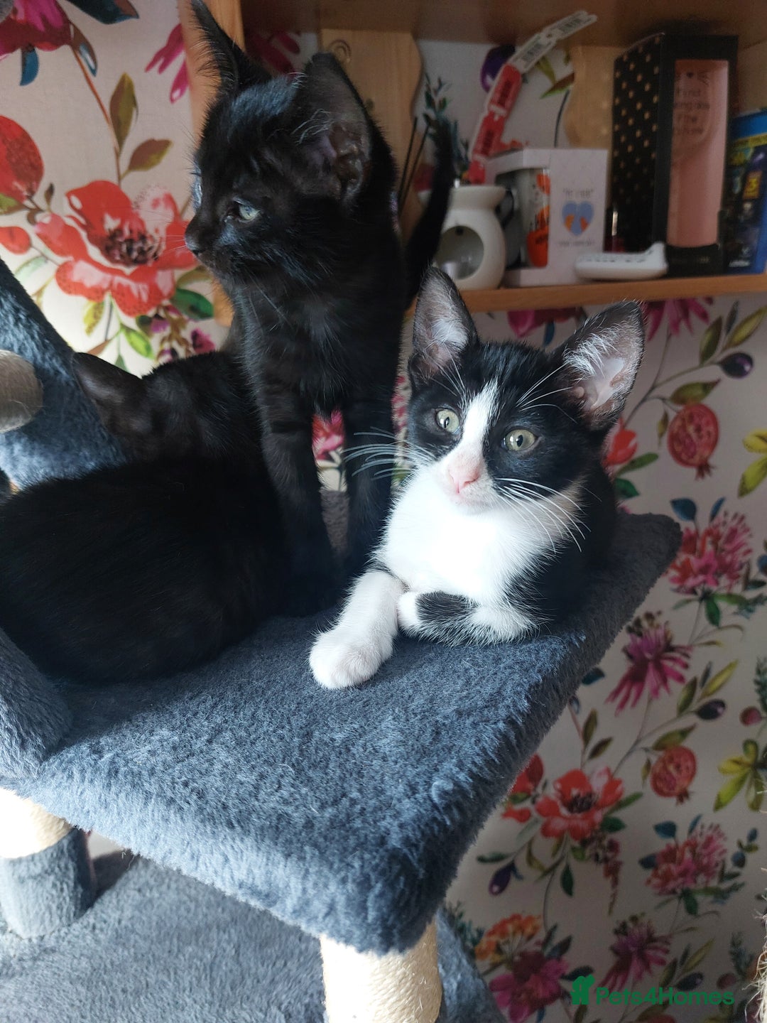 Savannah cats for sale: Playful Savannah F5 Mix Kittens for Loving Homes - Image 22