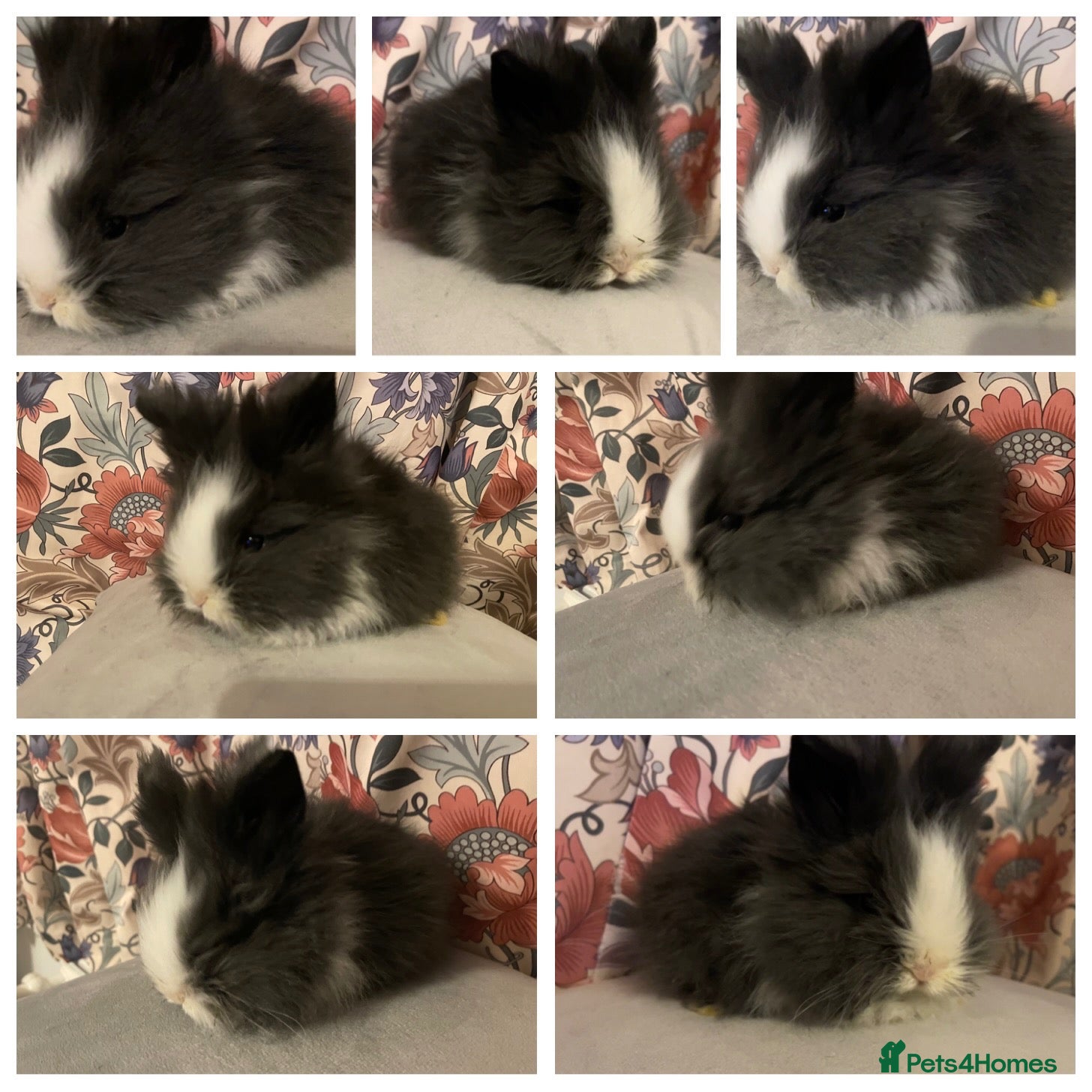 Lionhead rabbits for sale: Perfect little boy 💙 - Advert 1