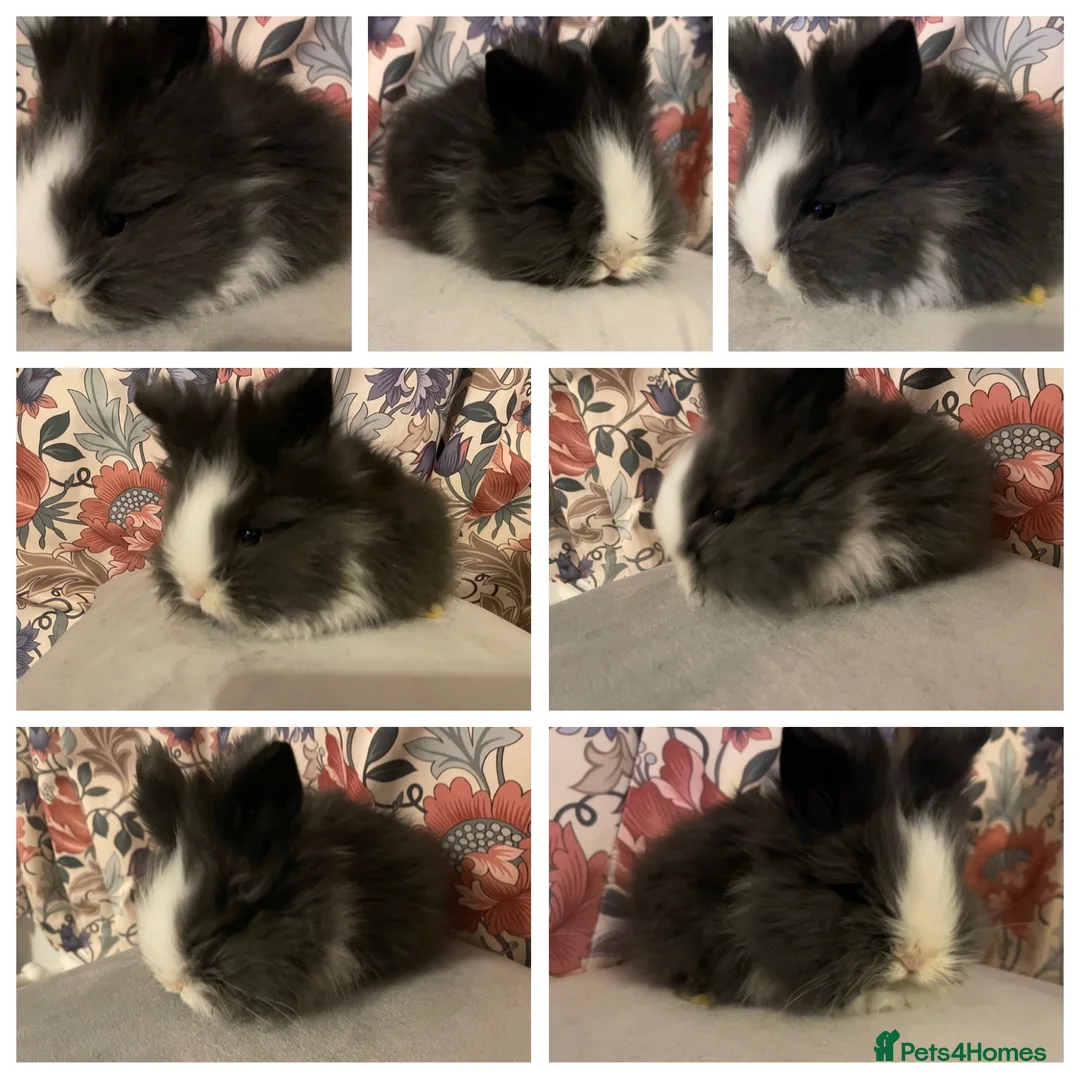 Lionhead rabbits for sale: Perfect little boy 💙 - Advert 1
