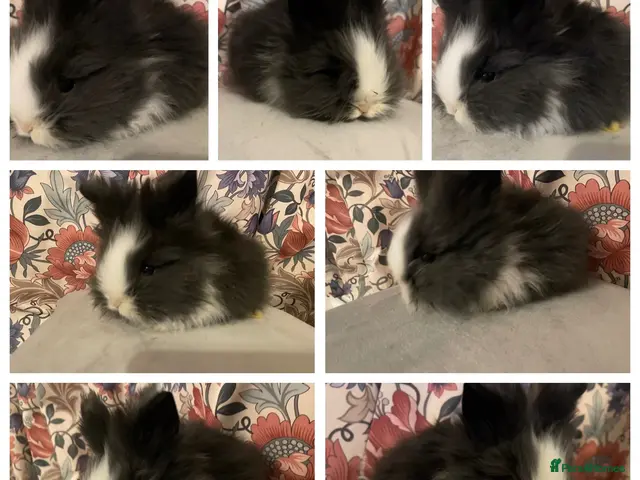 Lionhead rabbits for sale: Perfect little boy 💙 - Advert 1