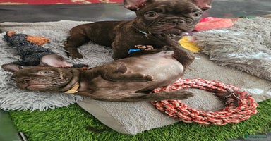 French Bulldog dogs - Advert 8