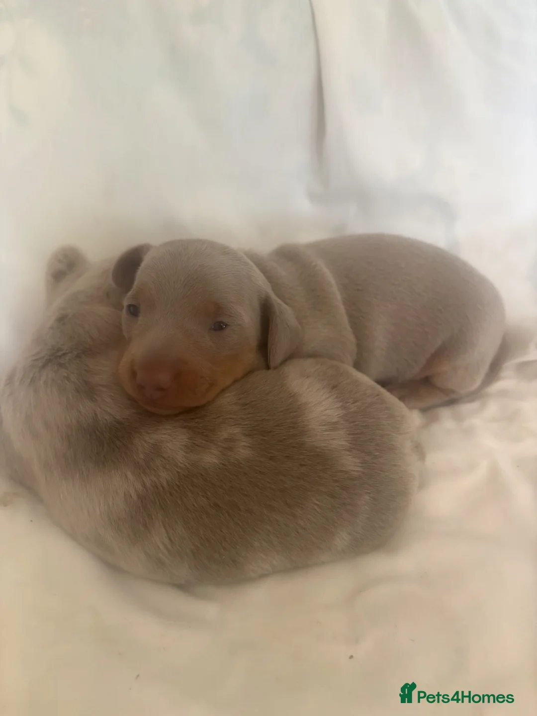 Miniature Dachshund dogs for sale: Tiny little dachshund x2 - Advert 12