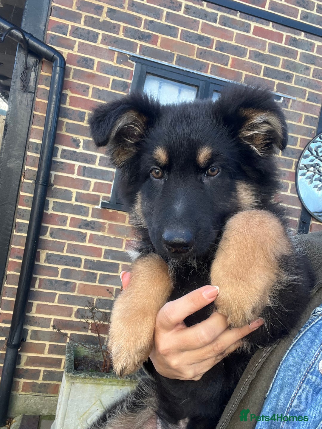 German Shepherd dogs for sale: Outstanding litter KC Reg German Shepherd puppies - Advert 7