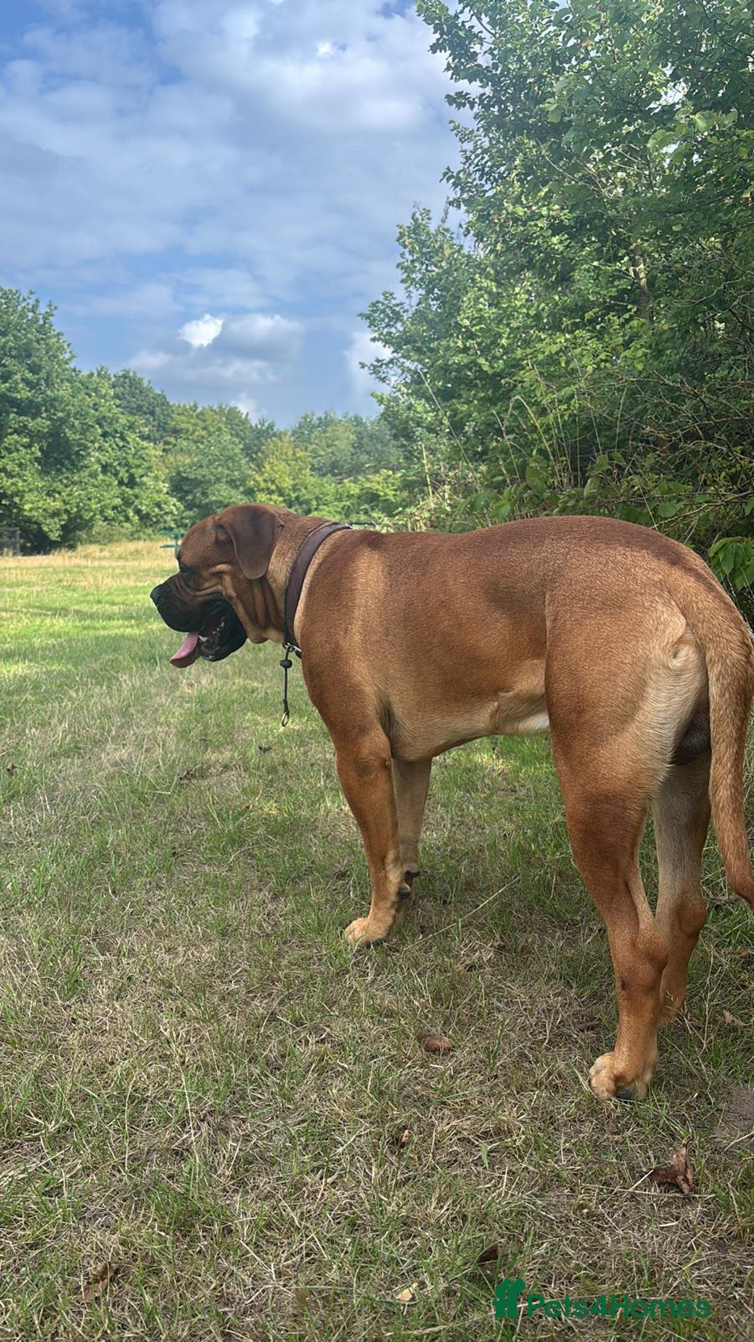 Bullmastiff dogs for stud: Bullmastiff for Stud - Advert 18