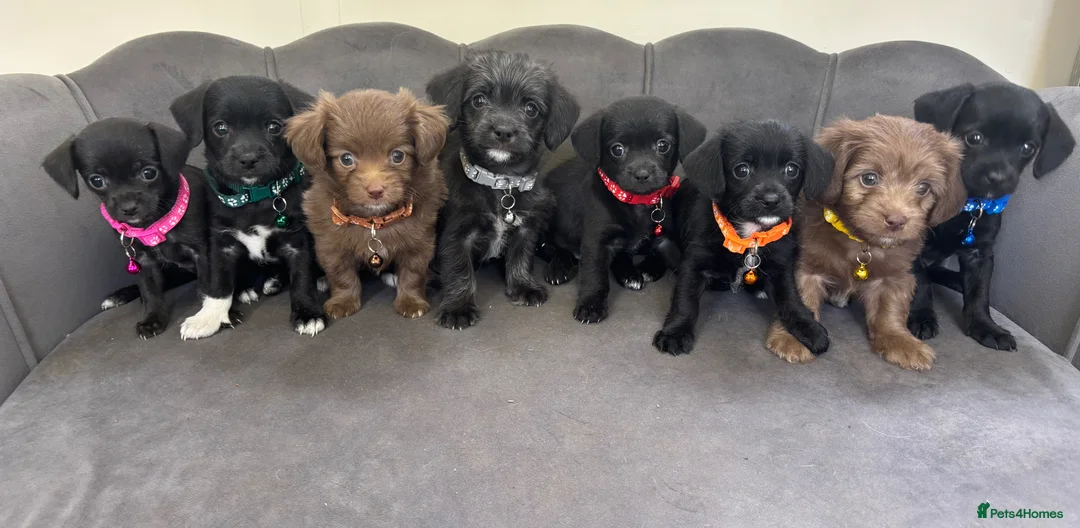 Chihuahua dogs for sale: Lilac KC Reg Chihuahua Stud  - Advert 16
