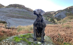 Weimaraner dogs for stud: Blue Weimaraner for Stud - Image 3
