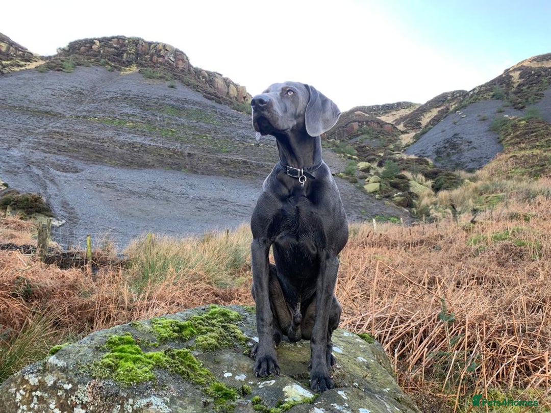 Weimaraner dogs for stud: Blue Weimaraner for Stud - Image 3