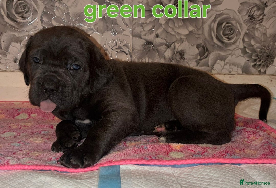 Cane Corso dogs for sale: 4 girls left *PRICE REDUCED* - Image 6