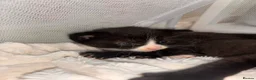 Mixed Breed cats for sale: 4 beautiful kittens  - Advert 6
