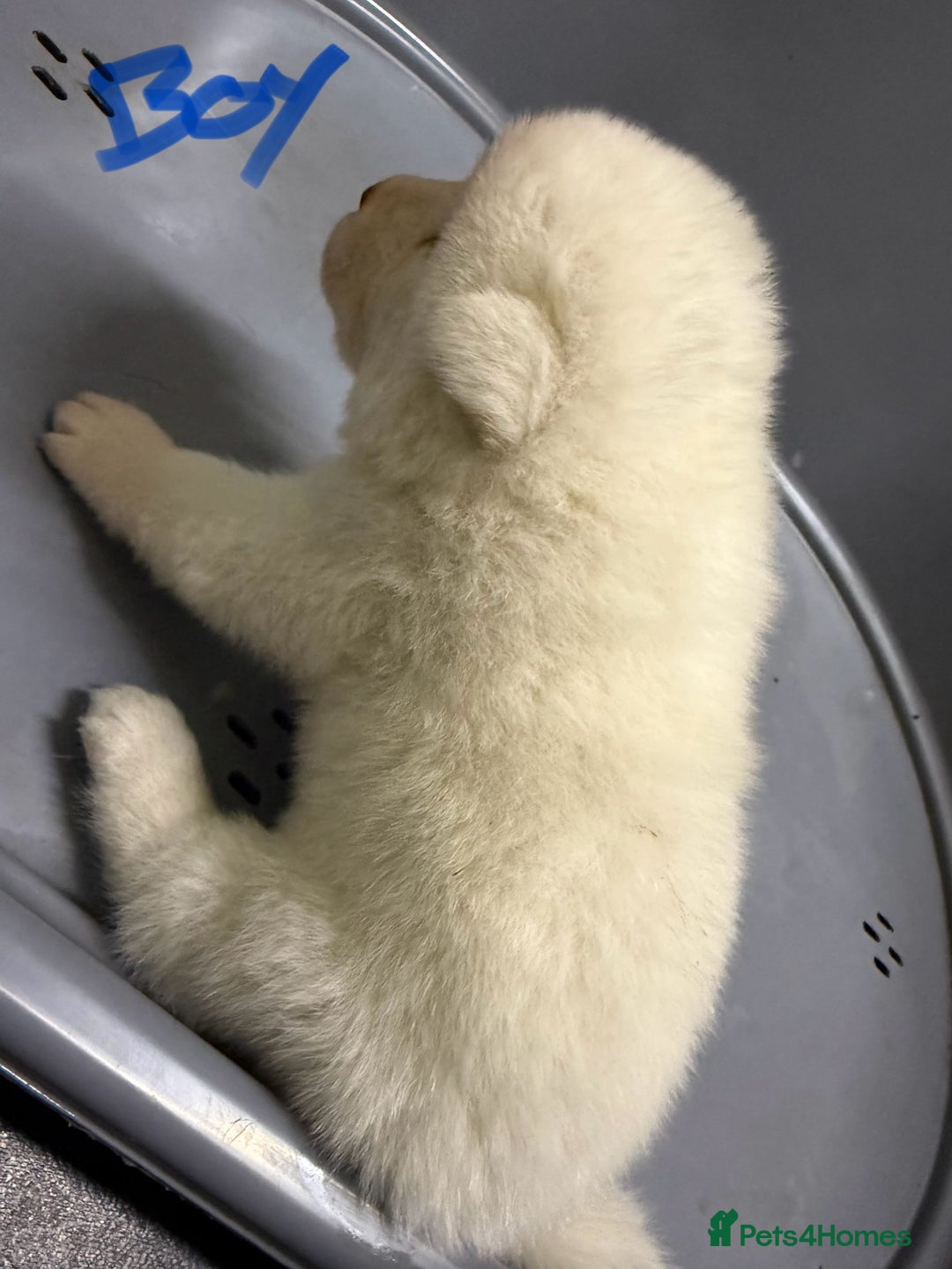 Akita dogs for sale: American Akita Puppies - Image 14