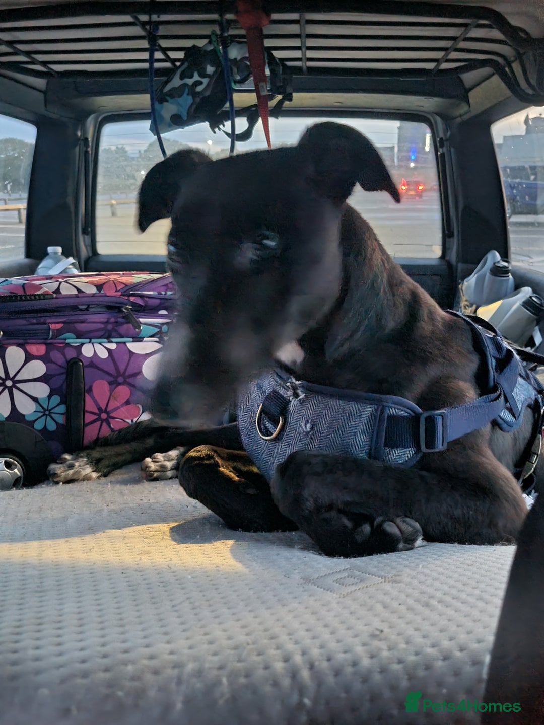 Mixed Breed dogs for sale: Greyhound x saluki male 1 year old  - Advert 7