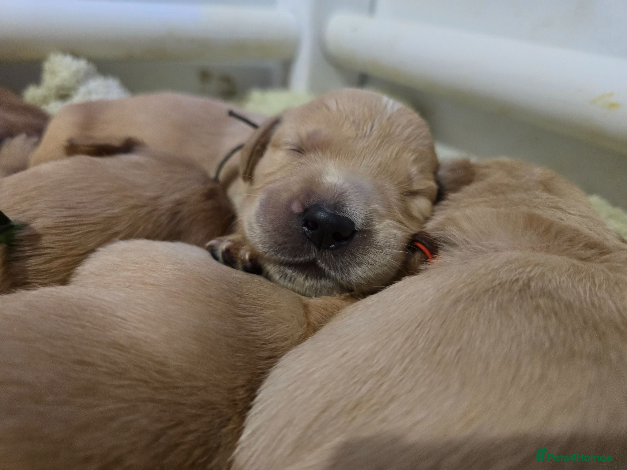 Golden Retriever dogs KC Registered Golden Retrievers !  - Advert 12