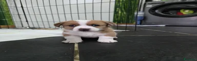 Jack Russell 3