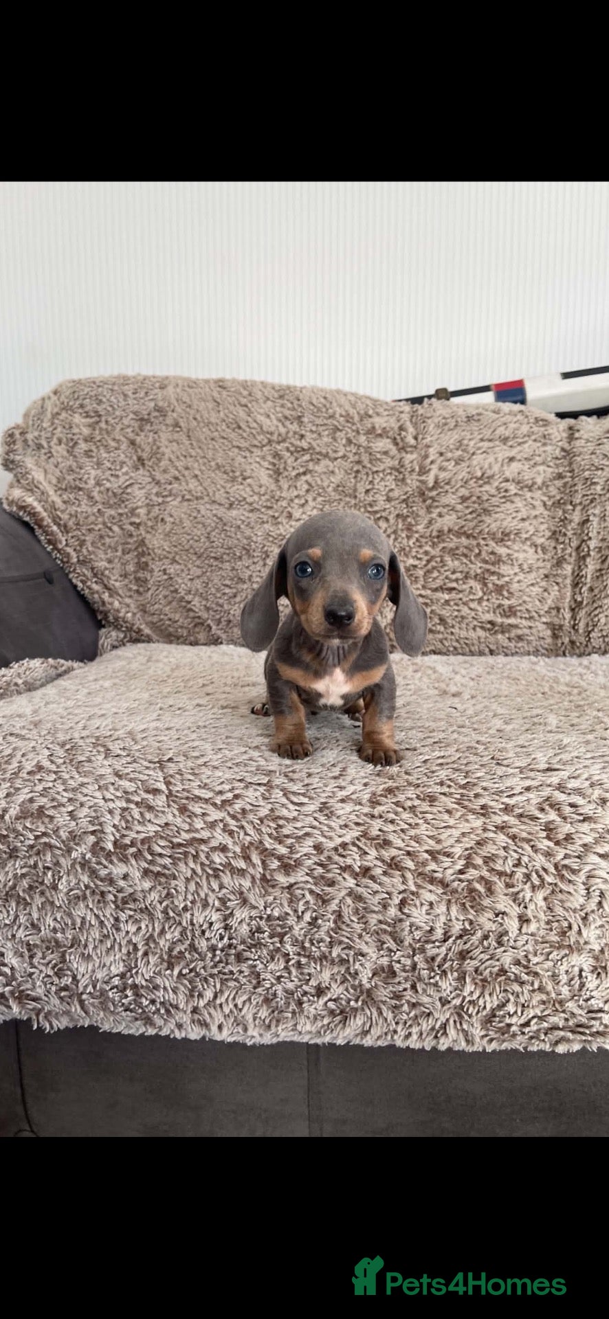 Miniature Dachshund dogs Miniature smooth hair dachshund   - Advert 1