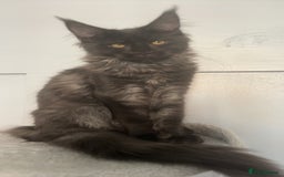 Maine Coon cats for sale: beautiful mainecoon sisters  - Image 12