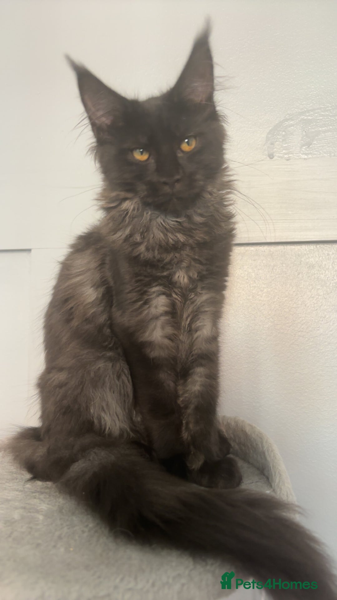 Maine Coon cats for sale: beautiful mainecoon sisters  - Image 12