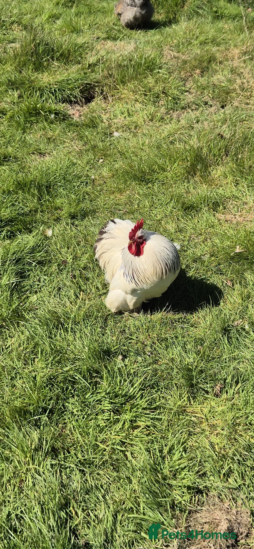 Chickens poultry for sale: Colombian pekin bantam  - Advert 2