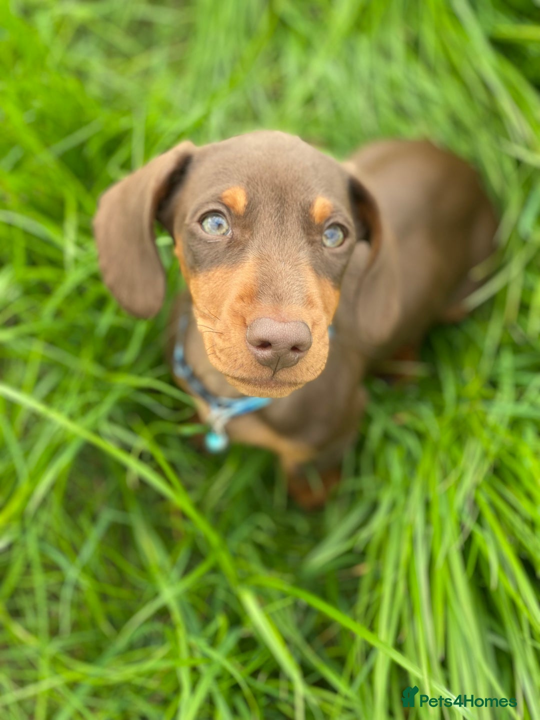 Mixed Breed dogs for sale: French bulldog x Dachshund  - Advert 10