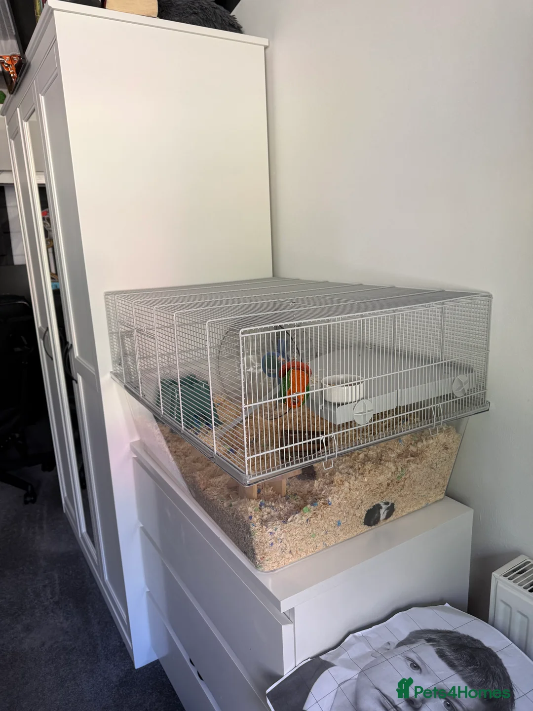 Hamster rodents for sale: Male Syrian Hamster 13 weeks old in Hexham - Advert 2