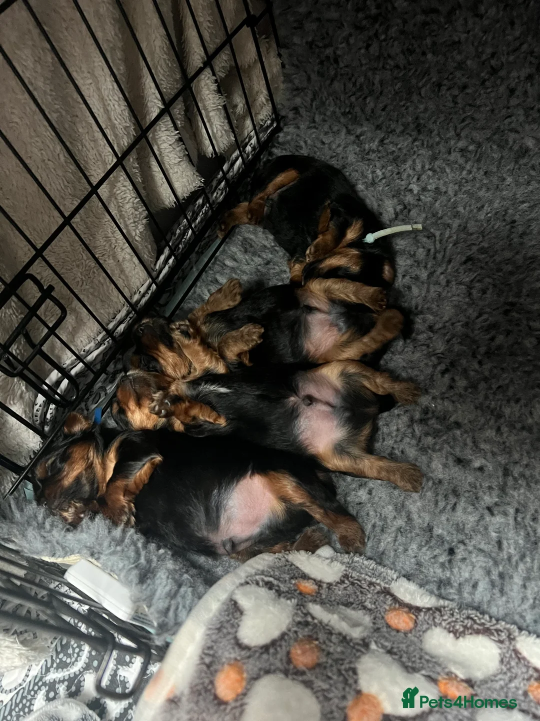 Yorkshire Terrier dogs for sale: Exceptional Pure Yorkshire Terrier Boys  - Advert 12