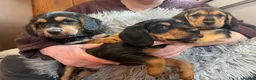 Mixed Breed dogs for sale: Beautiful Border Terrier X Show cocker spaniels  - Advert 4