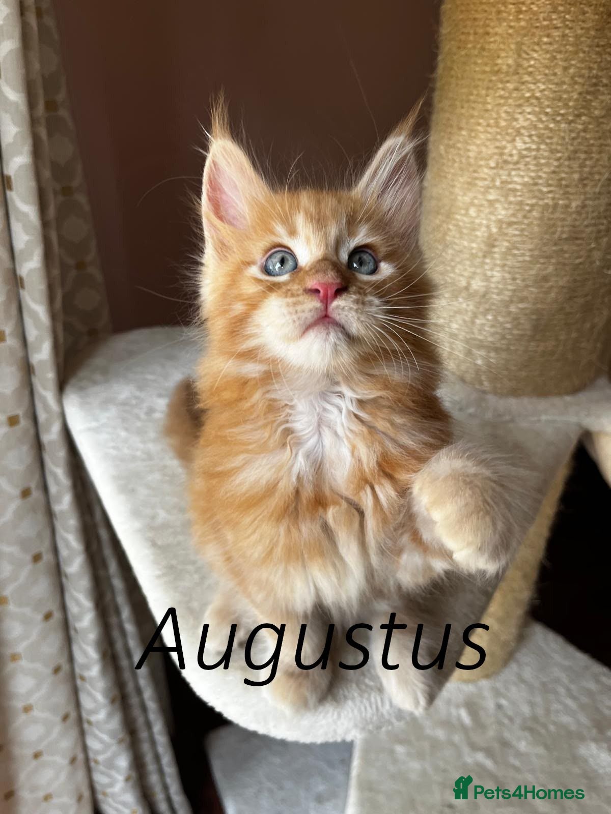 Maine Coon cats 👑 Gorgeous Tica Registered Red Maine Coon kittens - Advert 11