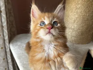 Maine Coon cats 👑 Gorgeous Tica Registered Red Maine Coon kittens - Advert 2